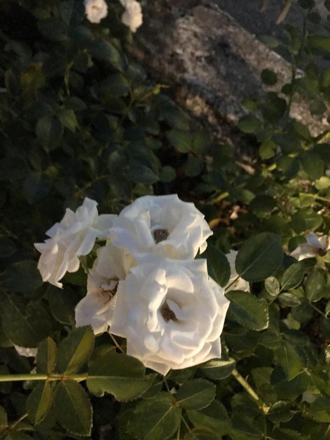 Ferienwohnung Casa 32 Torbole Sul Garda Exterior foto